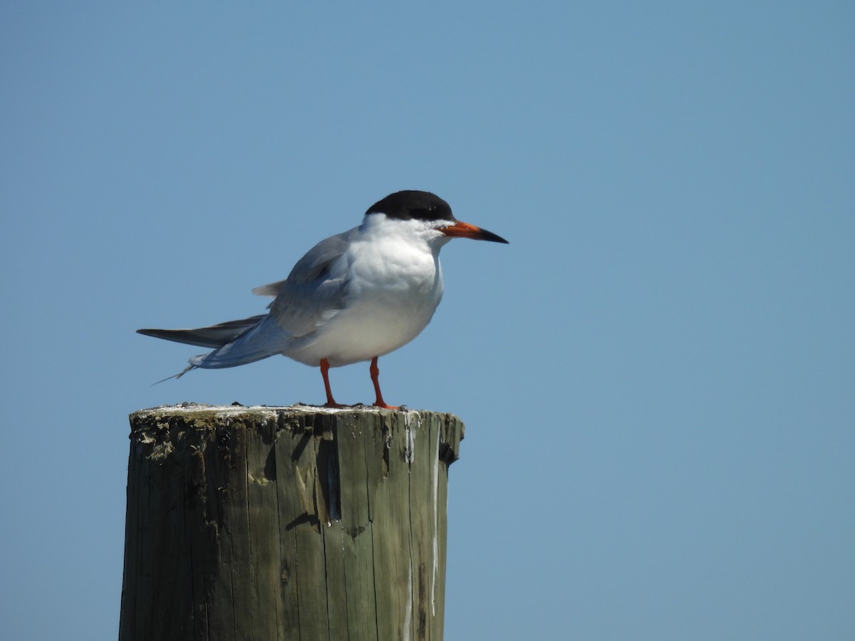 New York Breeding Bird Atlas Checklist 23 Apr 2024 Timber Point