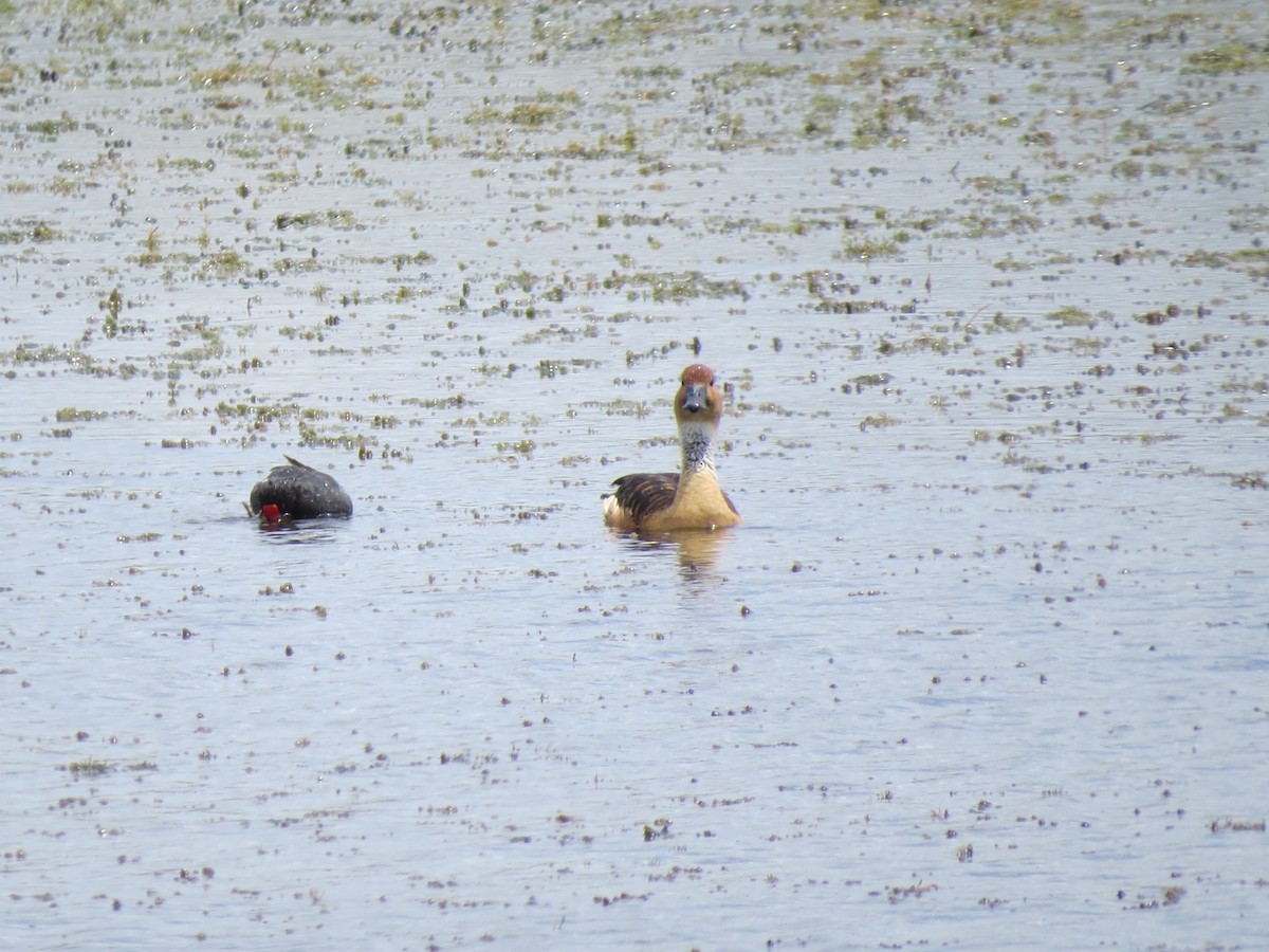 Fulvous Whistling-Duck - ML617856031