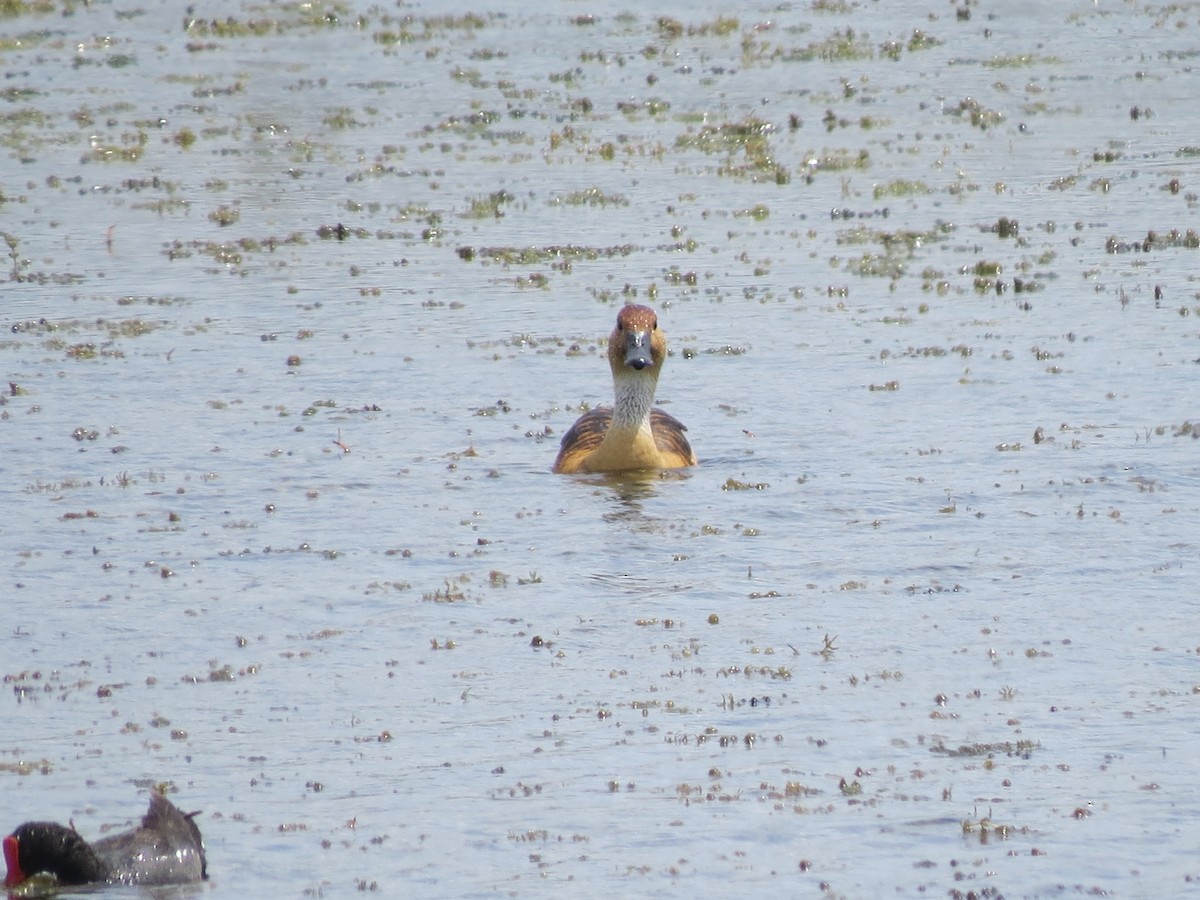 Fulvous Whistling-Duck - ML617856032
