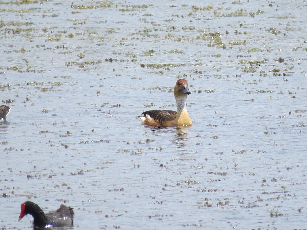Fulvous Whistling-Duck - ML617856033