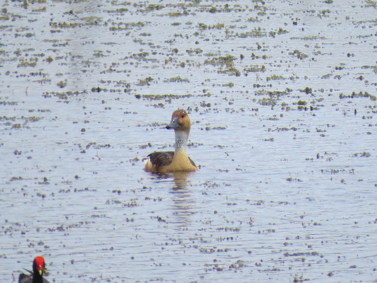 Fulvous Whistling-Duck - ML617856034