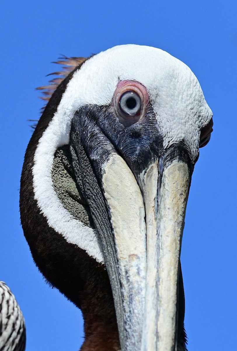 pelikán hnědý - ML617856051