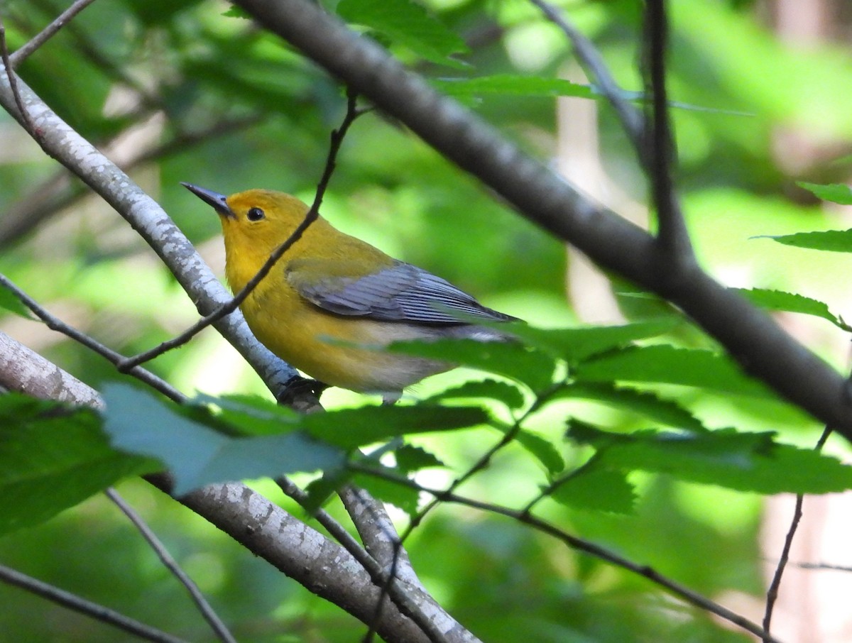 Prothonotary Warbler - Paolo Matteucci