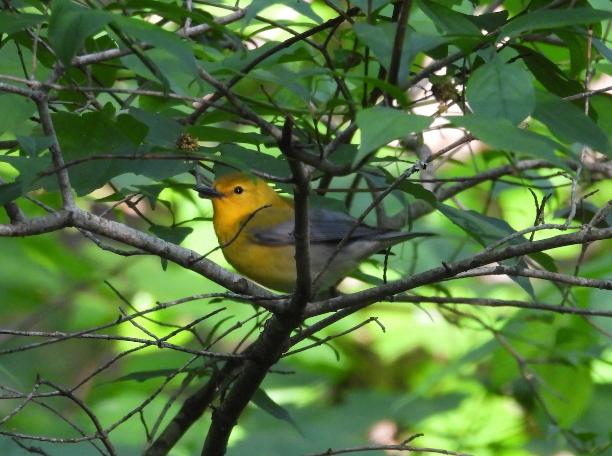 Prothonotary Warbler - Paolo Matteucci