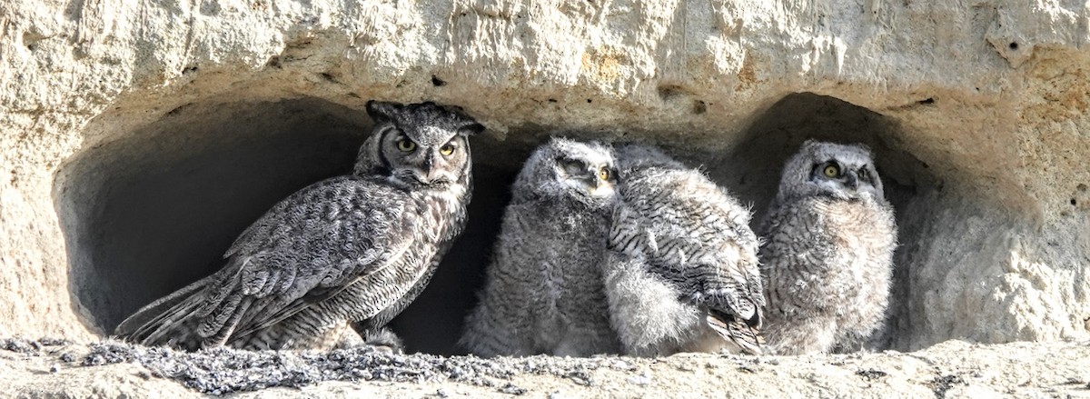 Great Horned Owl - jonas dravland