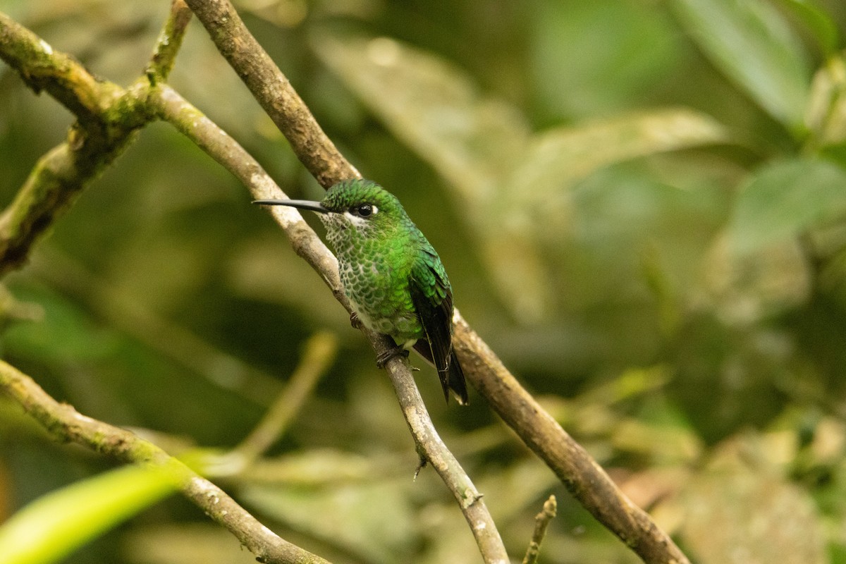 kolibřík subtropický - ML617856089