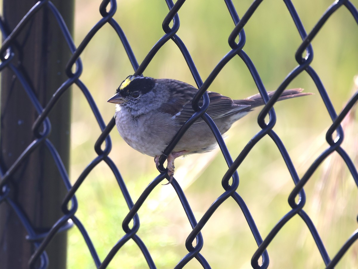 Golden-crowned Sparrow - ML617856118