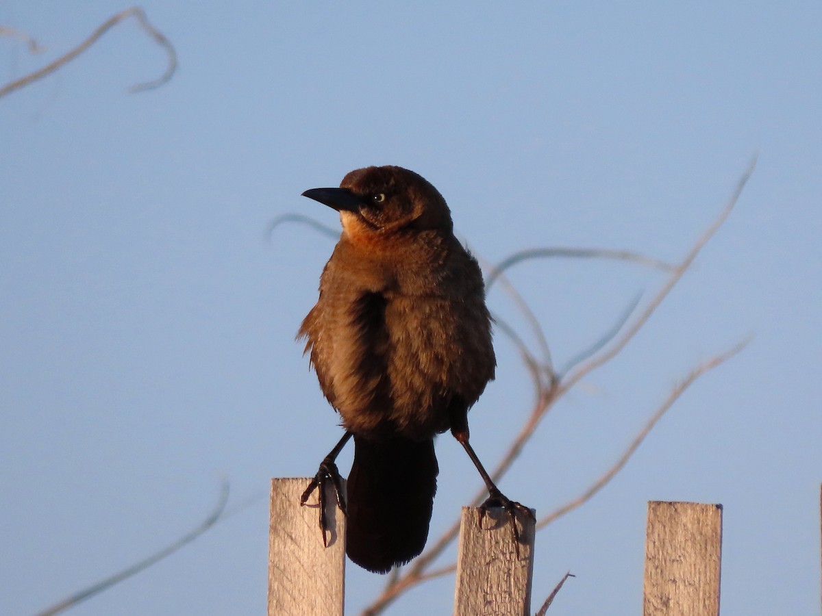 Boat-tailed Grackle - ML617856165