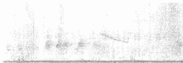 White-breasted Waterhen - ML617856200