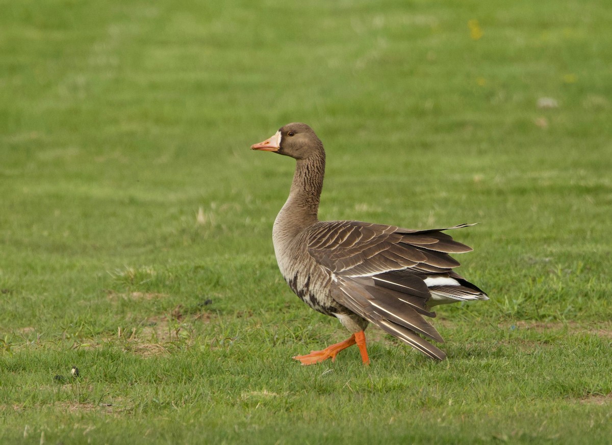 Greater White-fronted Goose - ML617856219