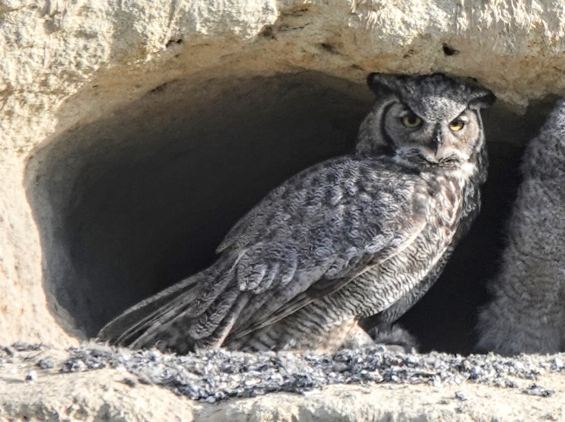 Great Horned Owl - ML617856240