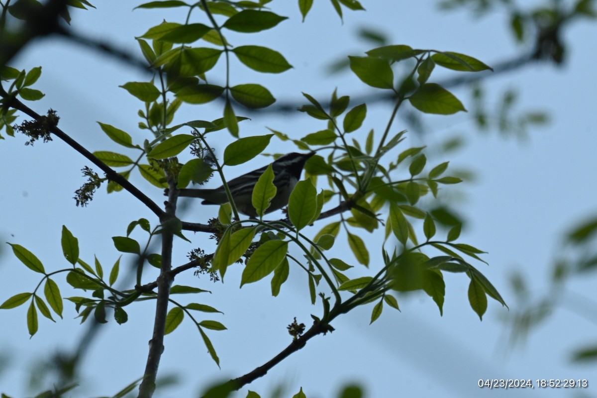 Black-throated Gray Warbler - ML617856256