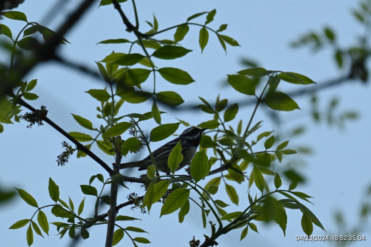 Black-throated Gray Warbler - ML617856257