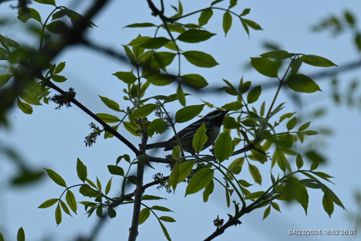 Black-throated Gray Warbler - ML617856258