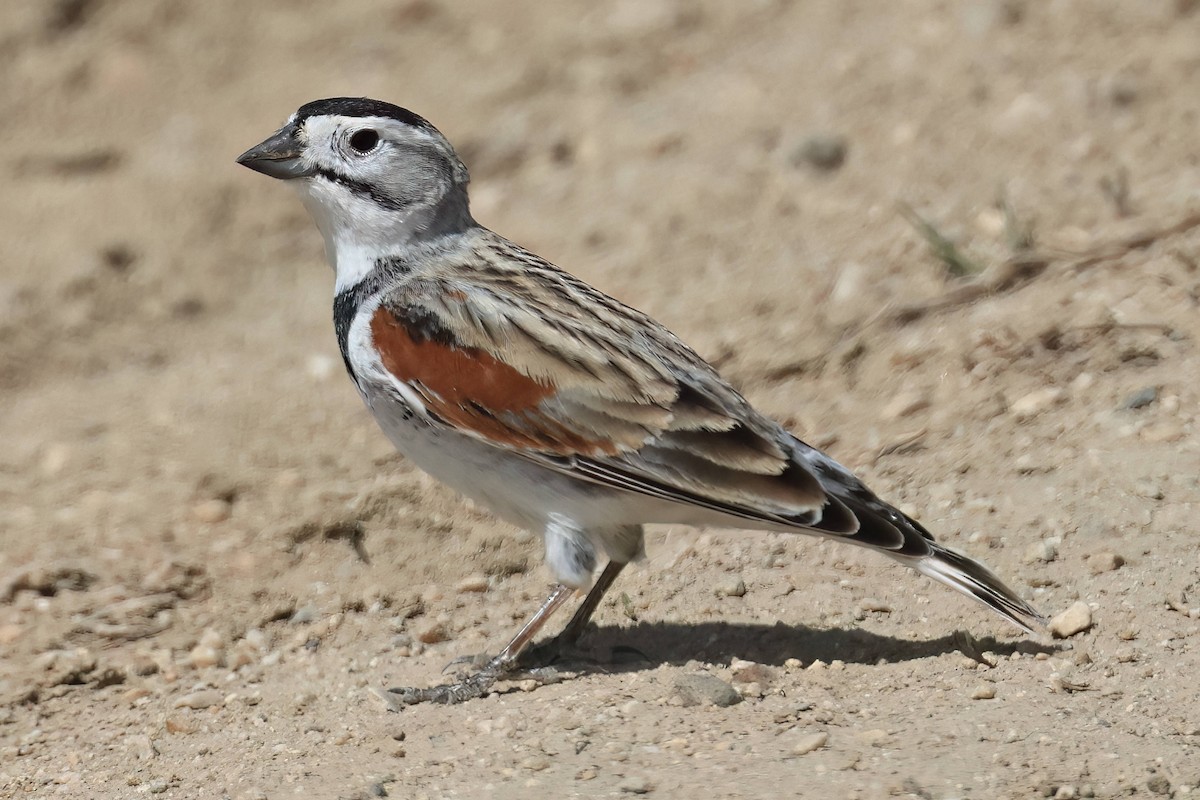 Thick-billed Longspur - ML617856287