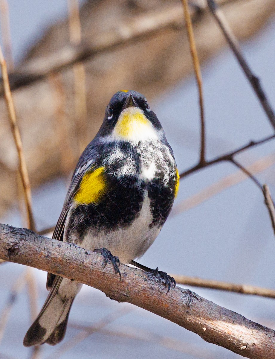 Yellow-rumped Warbler (Myrtle x Audubon's) - ML617856303