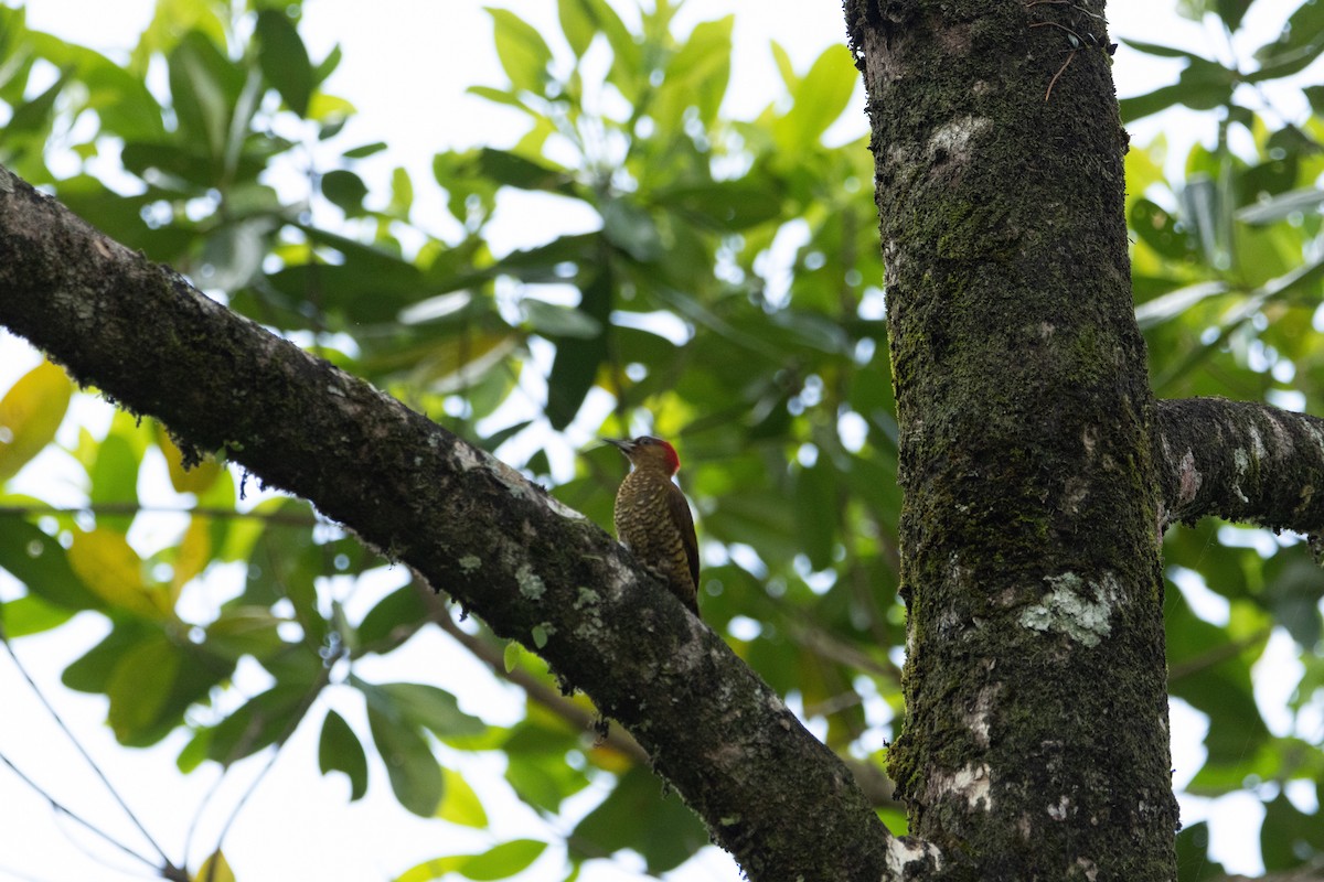 Rufous-winged Woodpecker - ML617856308