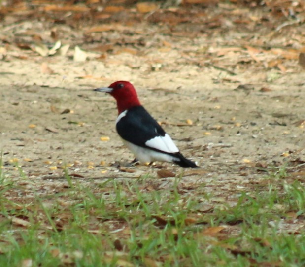 Red-headed Woodpecker - ML617856311