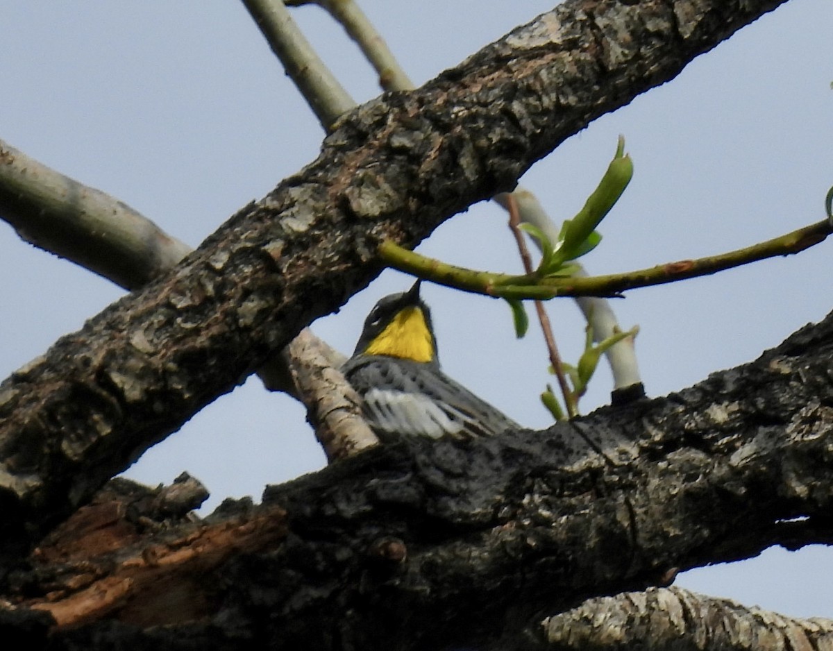 Yellow-rumped Warbler (Audubon's) - ML617856355