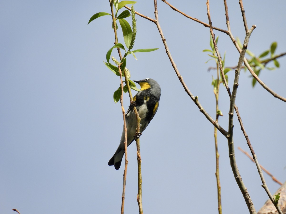 Yellow-rumped Warbler (Audubon's) - ML617856357