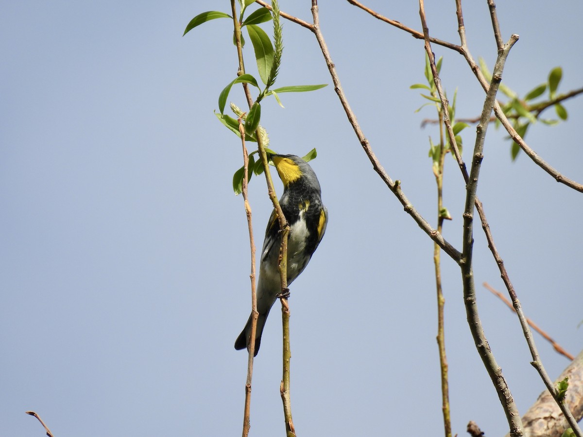 Yellow-rumped Warbler (Audubon's) - ML617856358