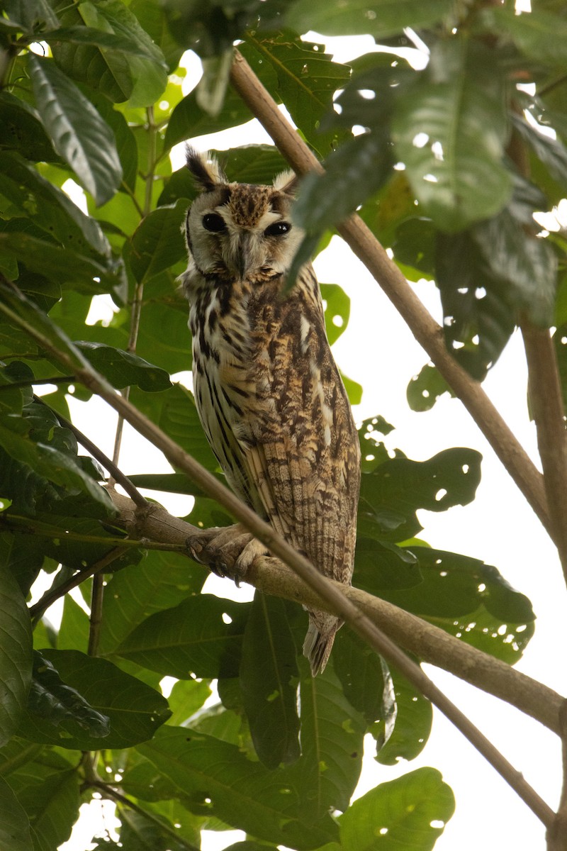 Striped Owl - ML617856360