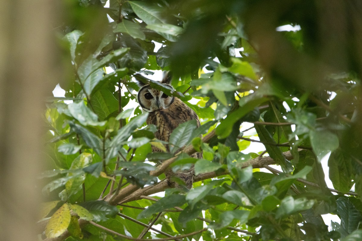 Striped Owl - Matthew Igleski