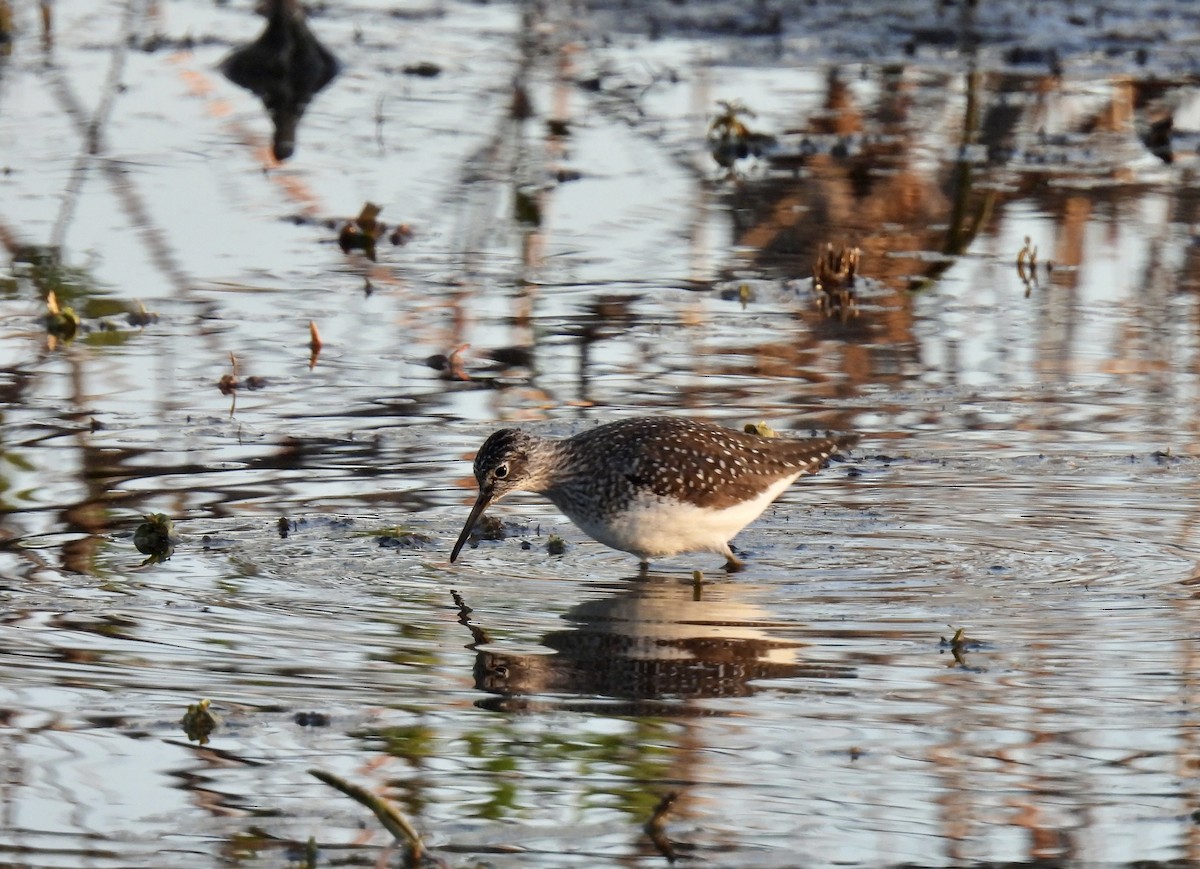 Solitary Sandpiper - Joey Magerl