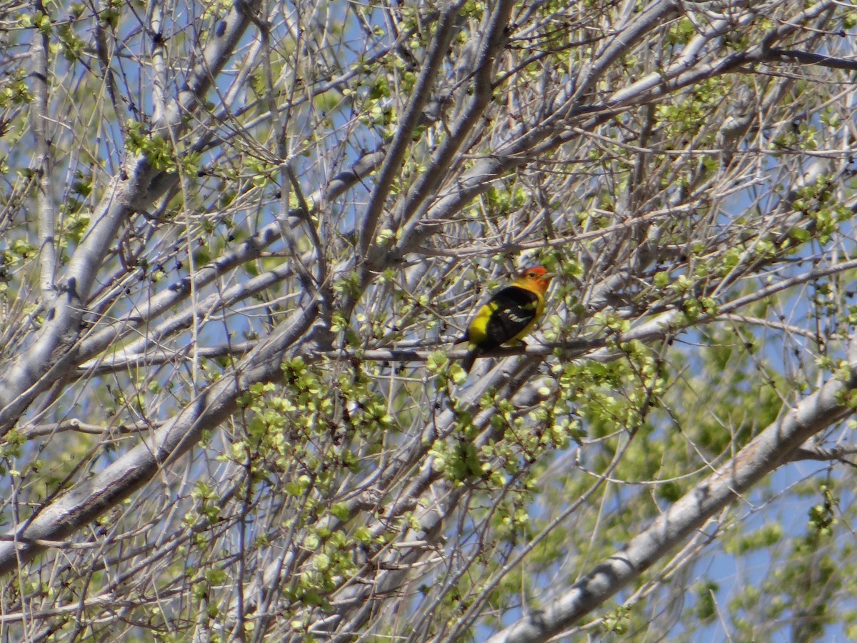 Western Tanager - ML617856398