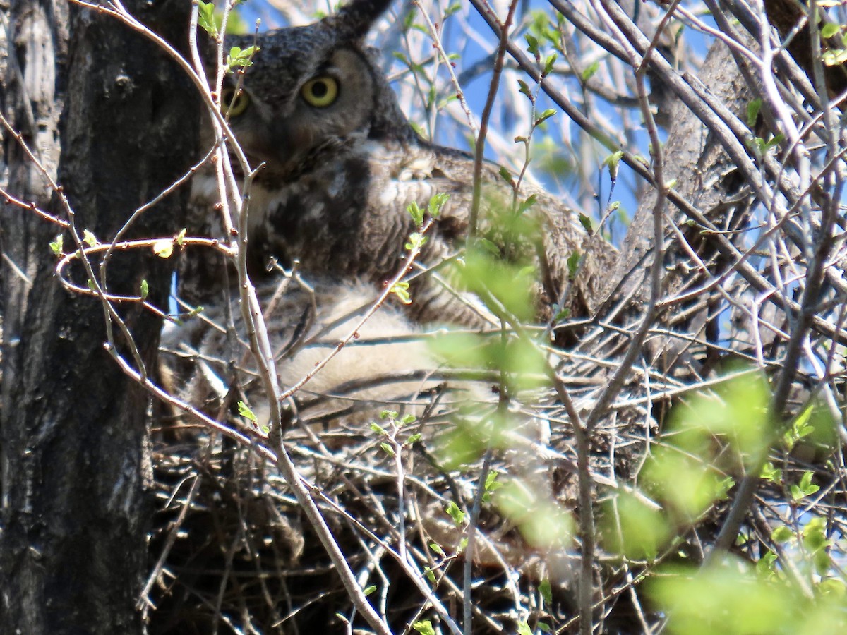 Great Horned Owl - ML617856434