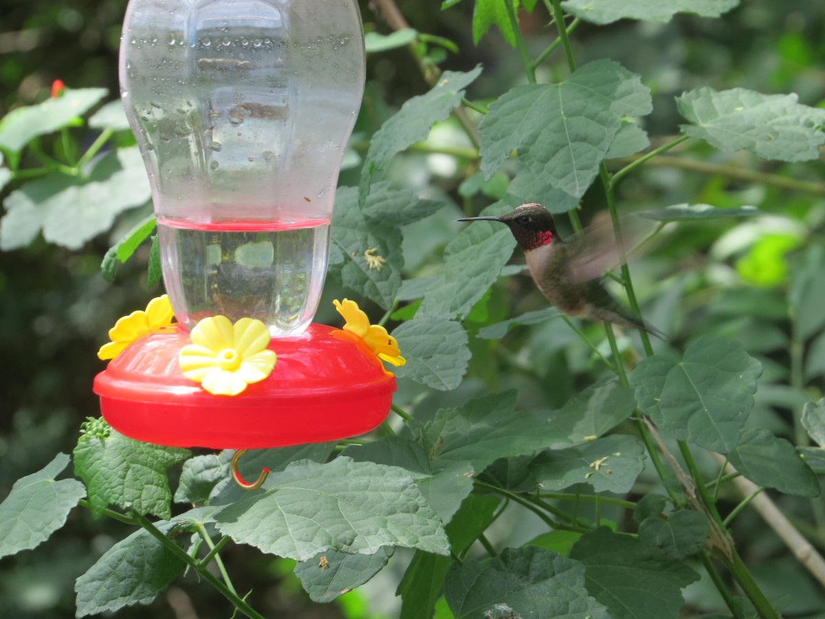 Ruby-throated Hummingbird - ML617856442