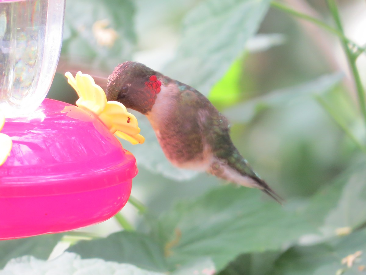 Ruby-throated Hummingbird - ML617856444