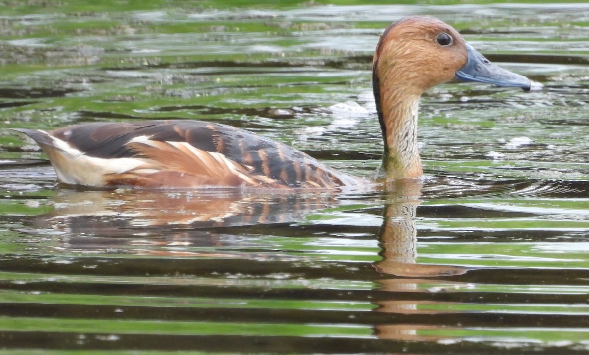 Fulvous Whistling-Duck - ML617856464