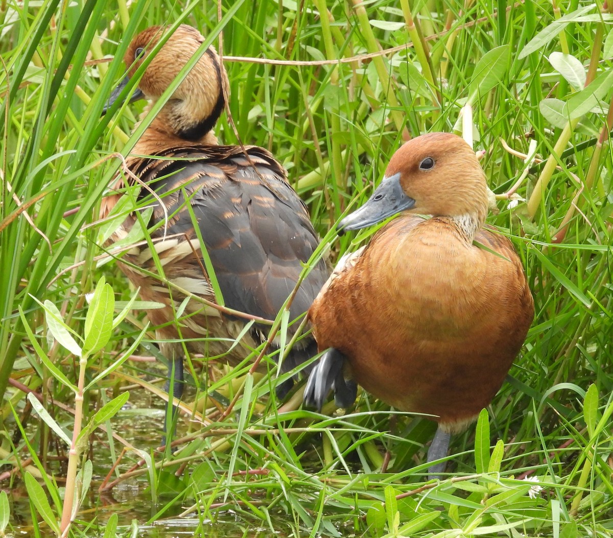 Fulvous Whistling-Duck - ML617856467