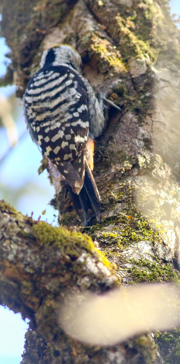 Brown-fronted Woodpecker - Praveen es