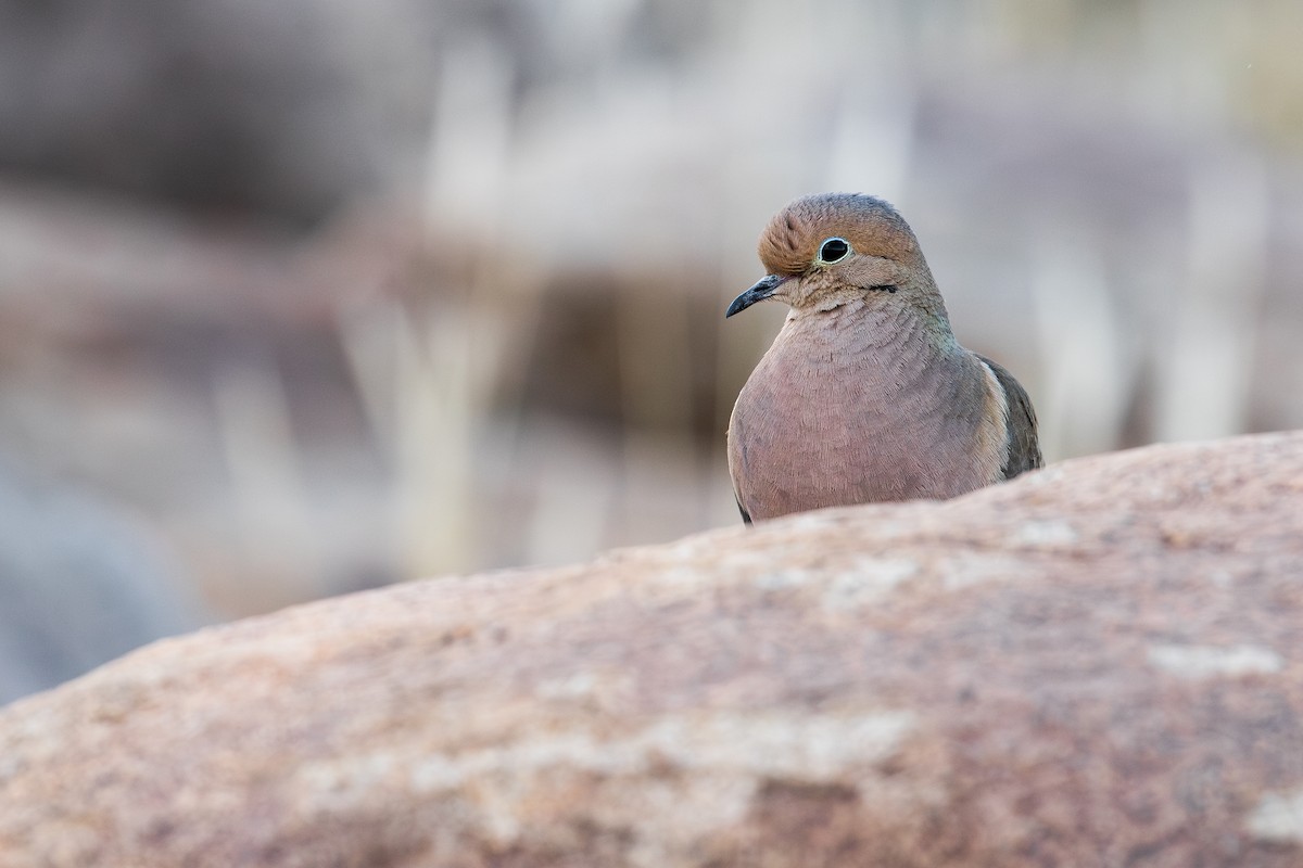 Mourning Dove - Michael Long