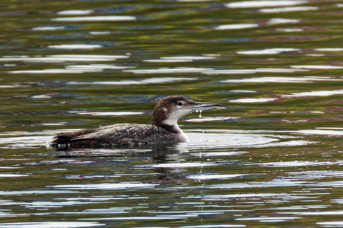 Red-throated Loon - ML617856494