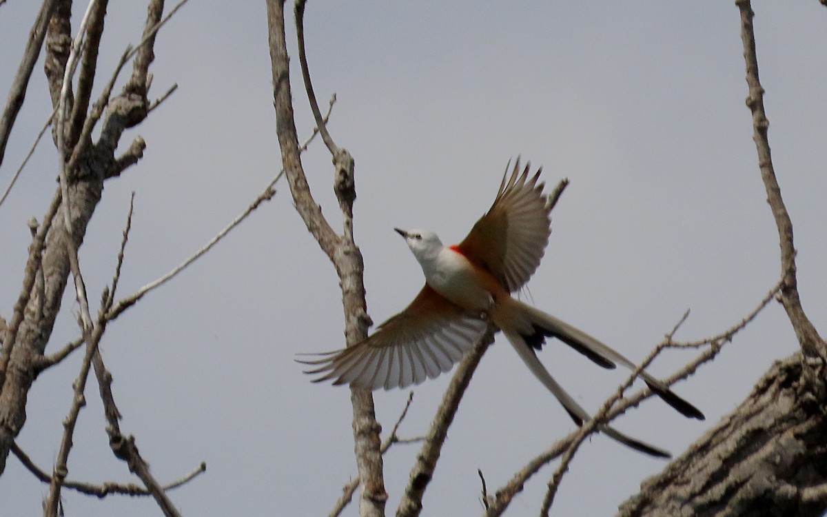 Scissor-tailed Flycatcher - Jim O'Neill