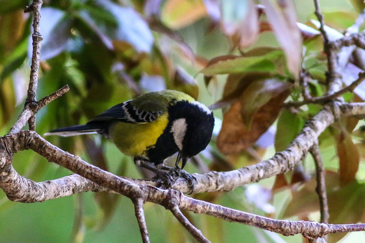 Green-backed Tit - ML617856542