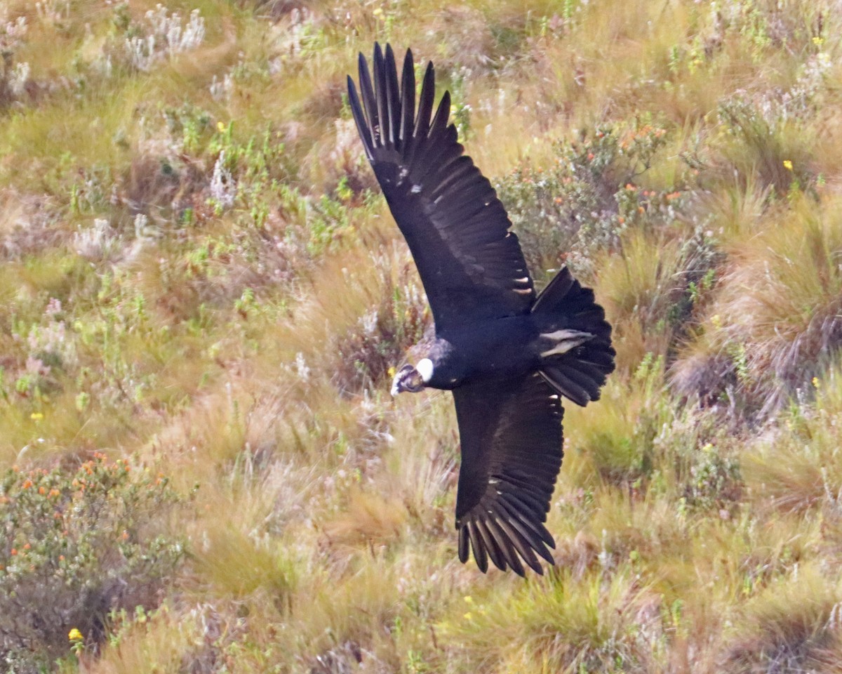 Andean Condor - ML617856544
