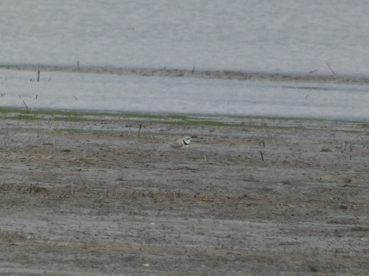 Piping Plover - ML617856588