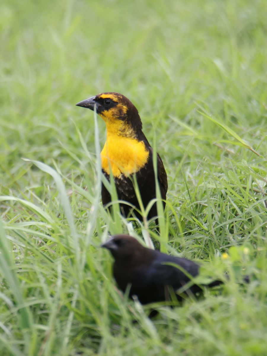 Yellow-headed Blackbird - ML617856590