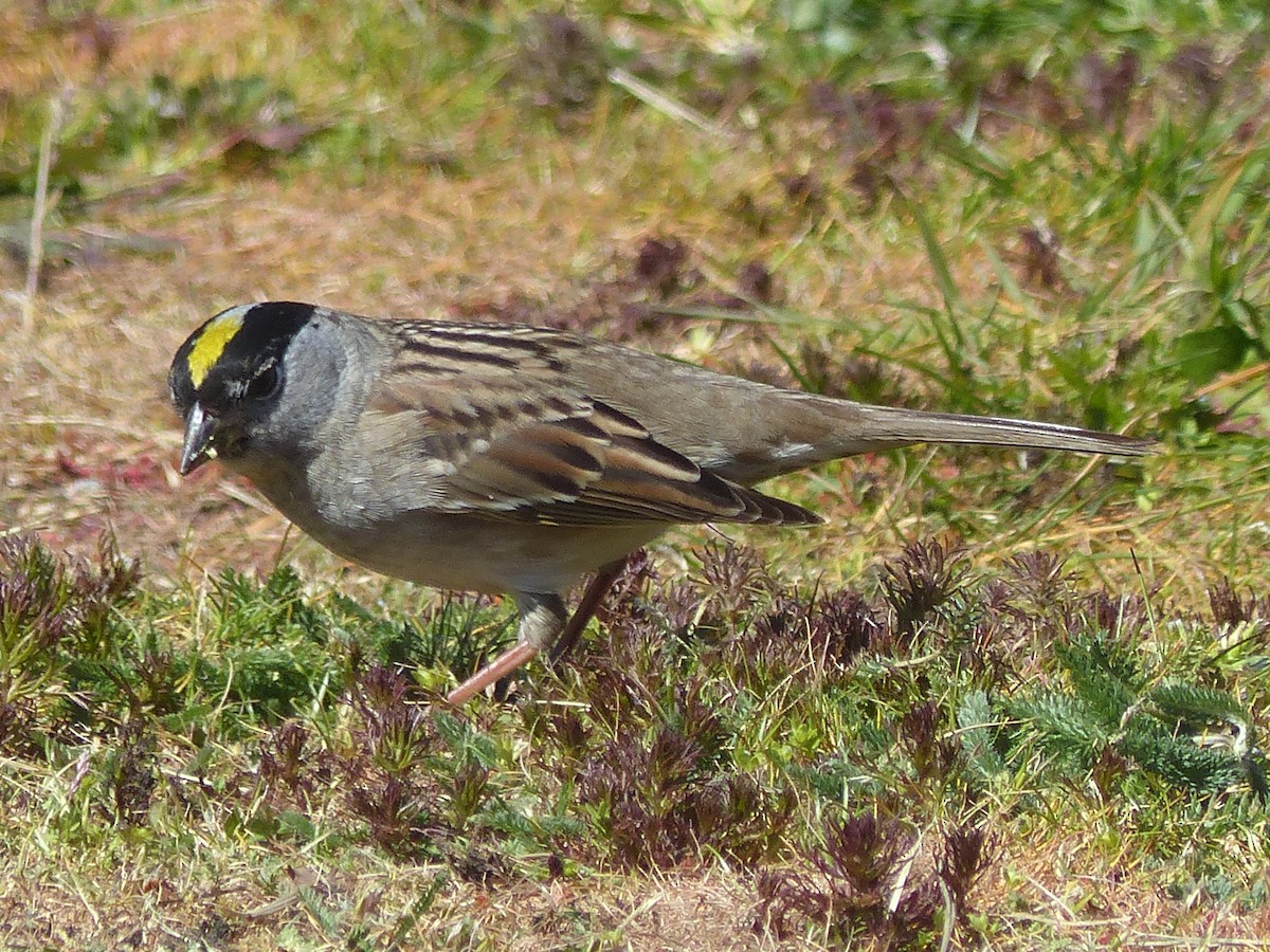 Golden-crowned Sparrow - ML617856633