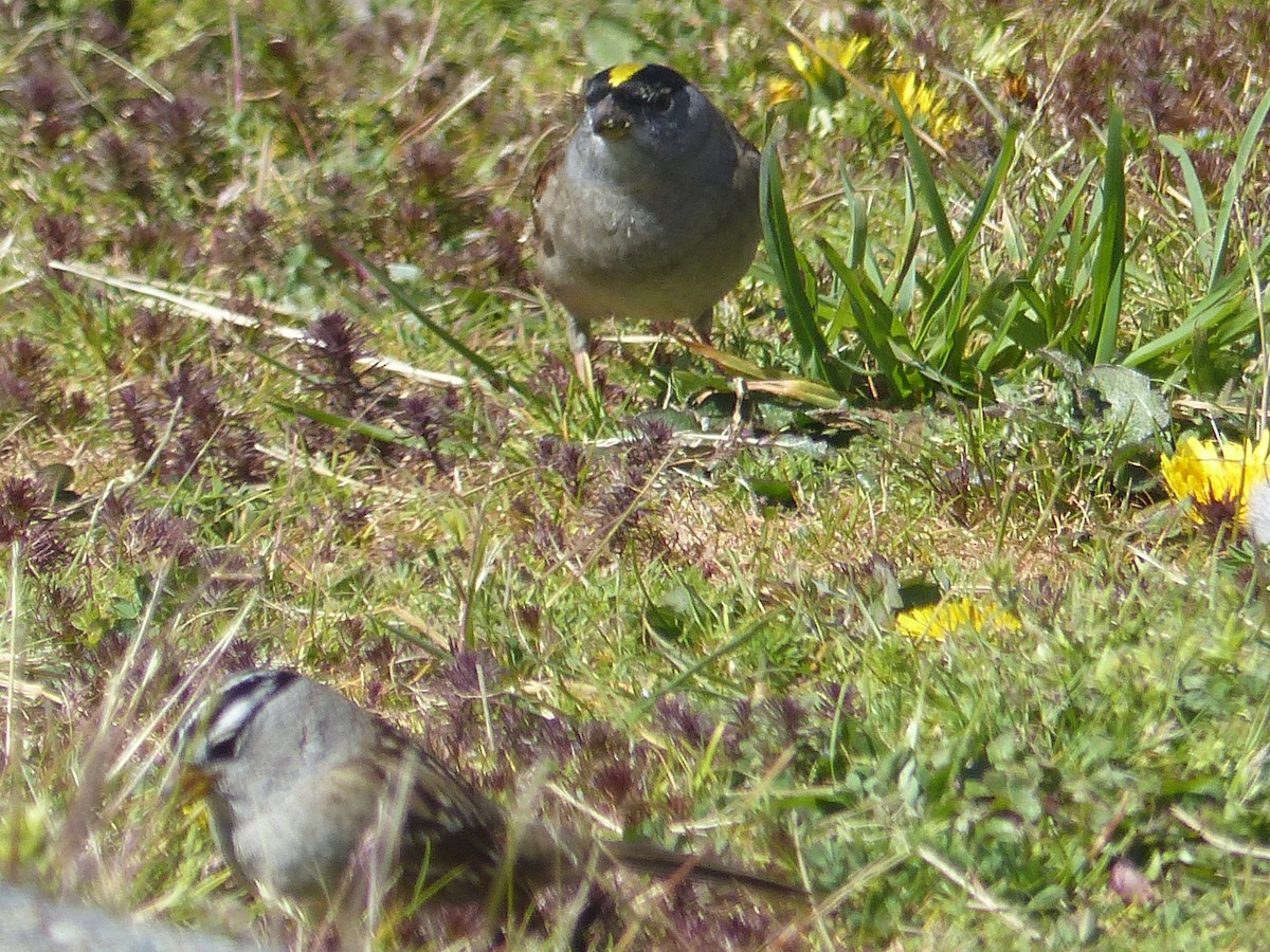 Golden-crowned Sparrow - ML617856638