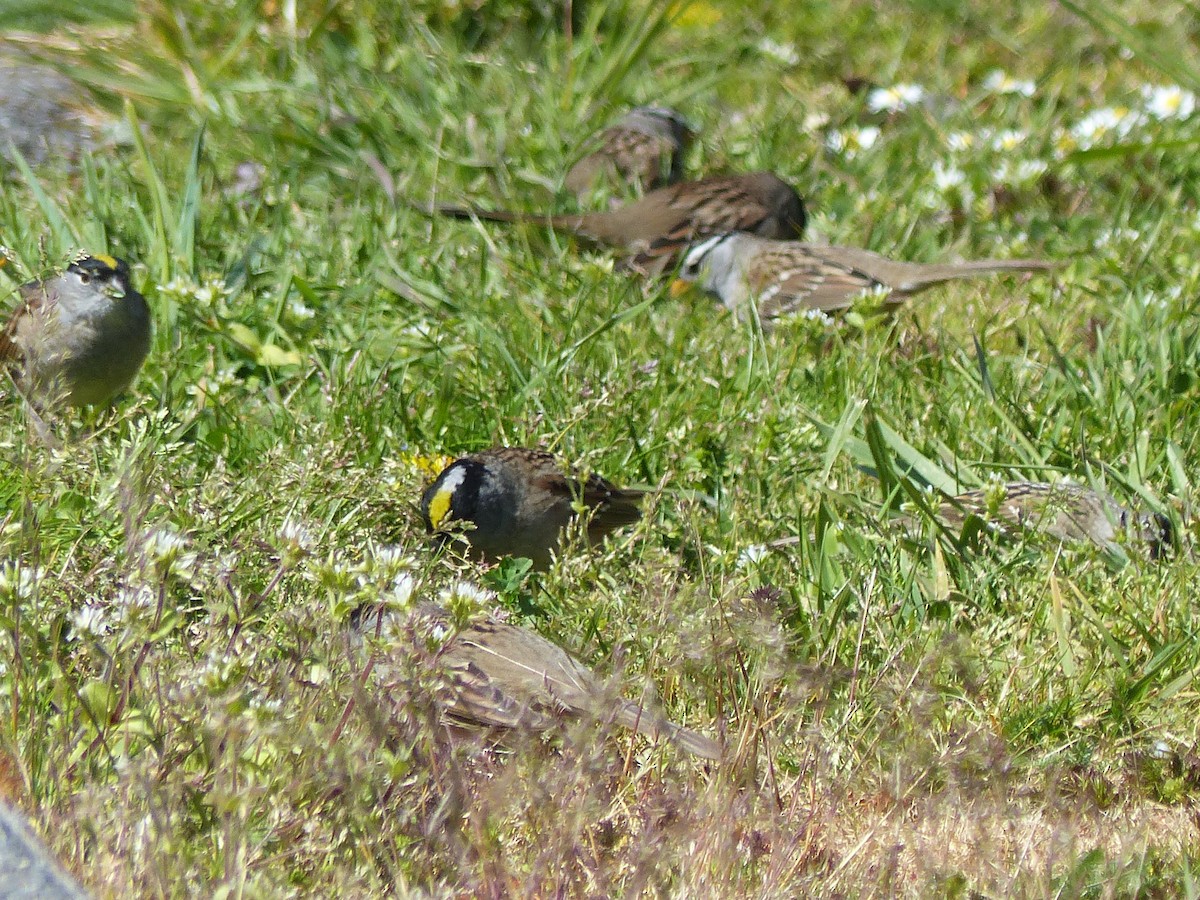 Golden-crowned Sparrow - ML617856642