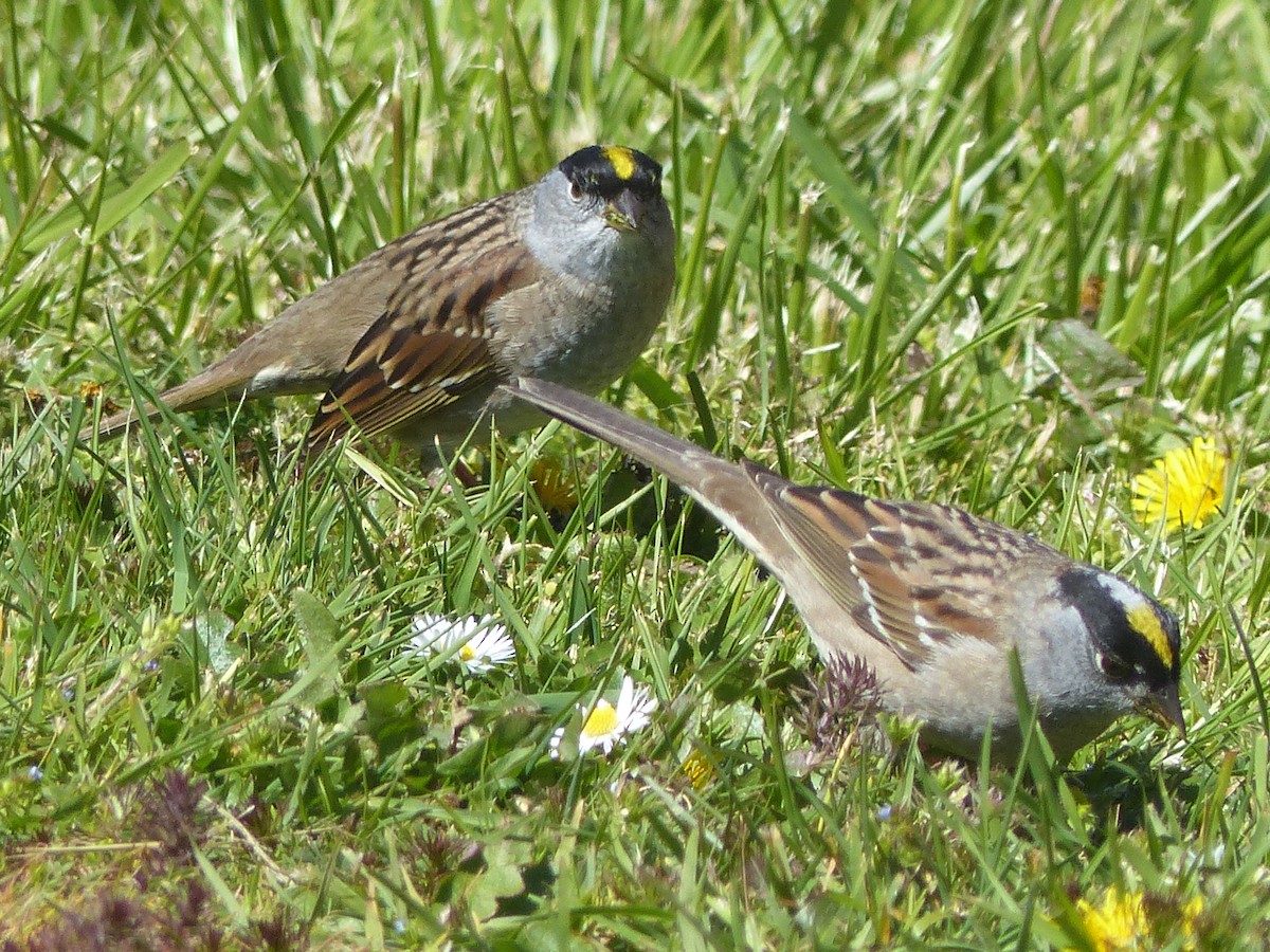 Golden-crowned Sparrow - ML617856644
