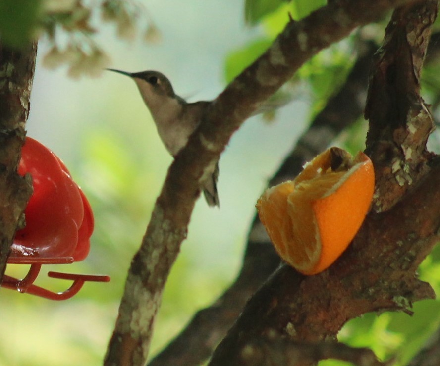 Ruby-throated Hummingbird - ML617856663