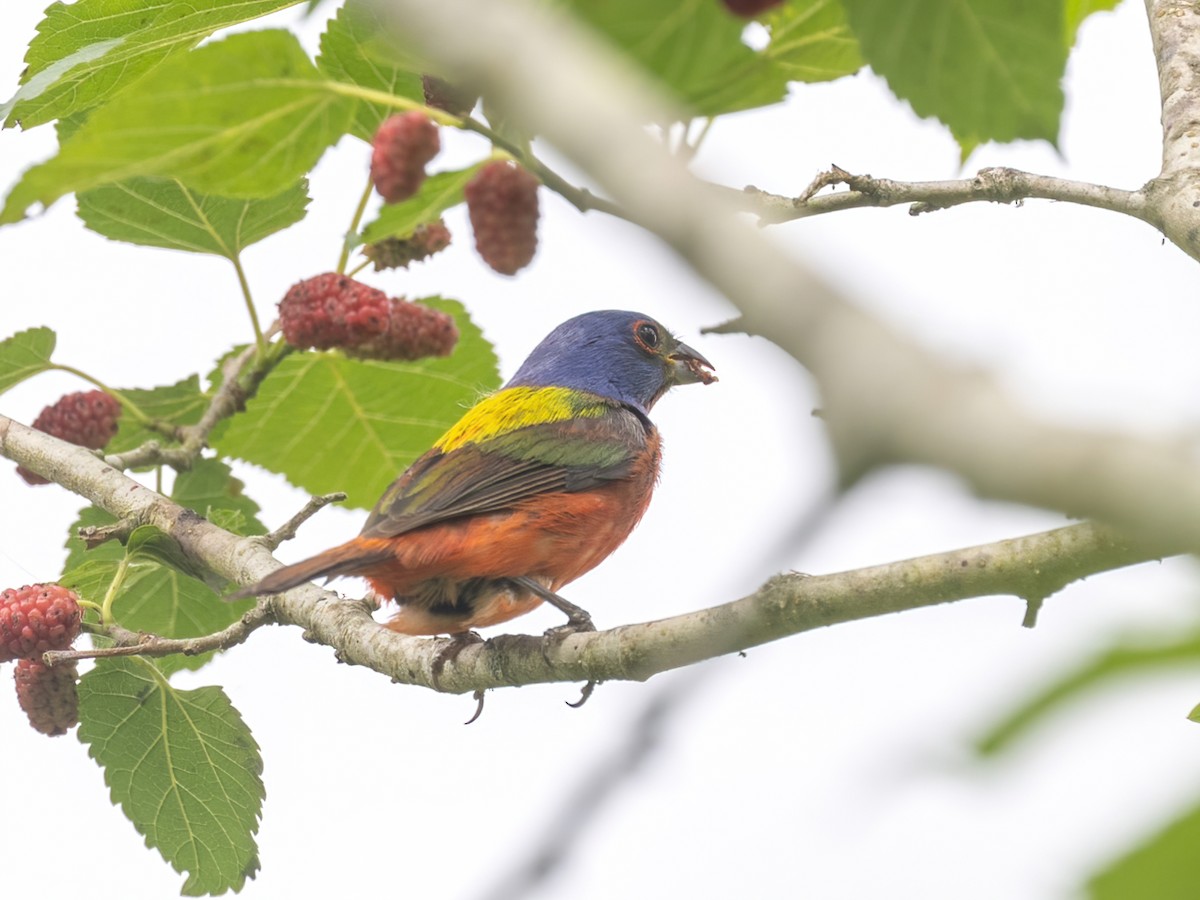 Painted Bunting - ML617856676