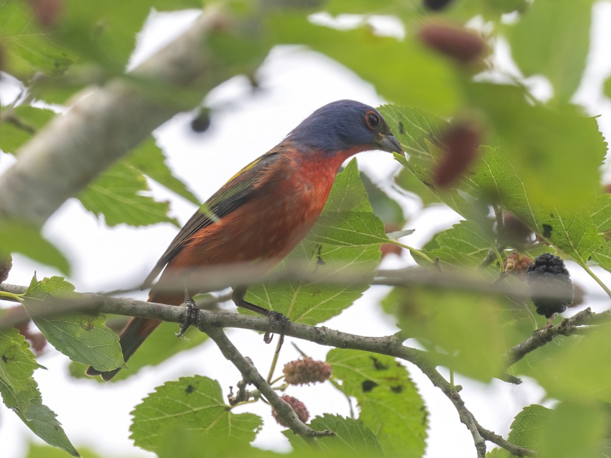 Painted Bunting - ML617856677