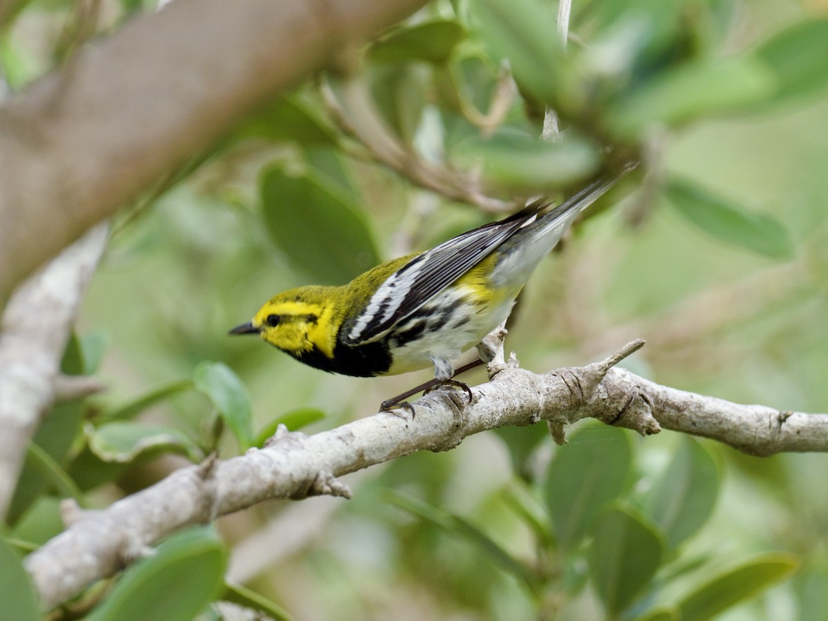 Black-throated Green Warbler - Yve Morrell